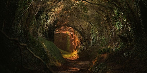 Imagen principal de A Forest of Stories