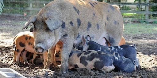 Imagem principal do evento Raising Pigs on the Diverse Small Farm