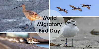 Imagem principal do evento Migratory Bird Day at the Elkhorn Slough Reserve