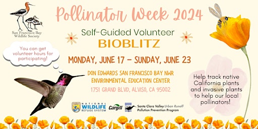 Imagem principal de Pollinator Week 2024: Self-Guided Volunteer BioBlitz at the Refuge