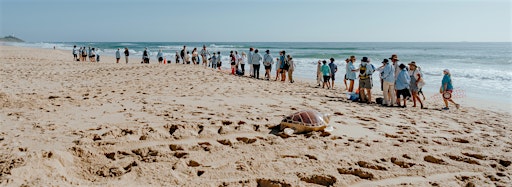 Collection image for TurtleCare Sunshine Coast