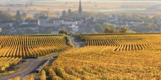 Chardonnay May - A White Burgundy Masterclass from the Cellar primary image