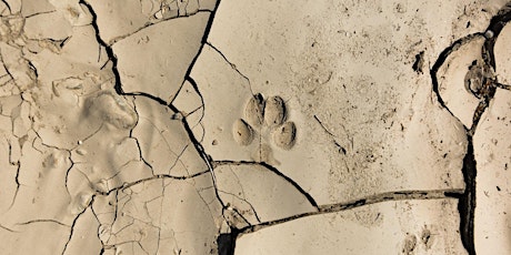 Animal tracks in desert dunes