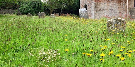 Wilder Churches: An introduction to wildflower identification