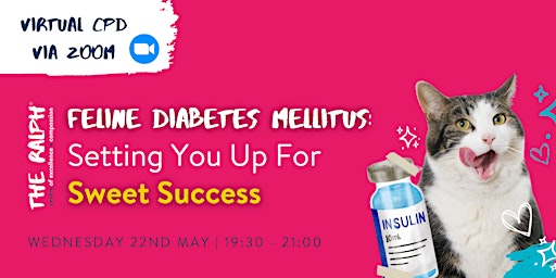Imagen principal de Feline Diabetes Mellitus: Setting You Up For Sweet Success