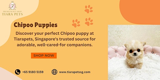 Chipoo puppies for sale in Singapore primary image