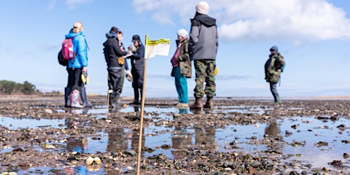Marine Fest - Seagrass mapping outdoor session with Restoration Forth primary image