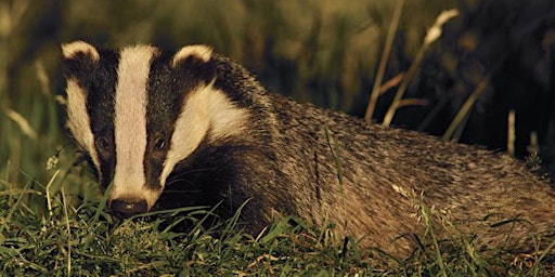 Northants Nature Girls: Walk with the Northants Badger Group primary image