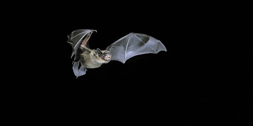 Bat Walk By The River Sid primary image