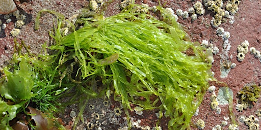 Marine Fest - Big Seaweed Search primary image