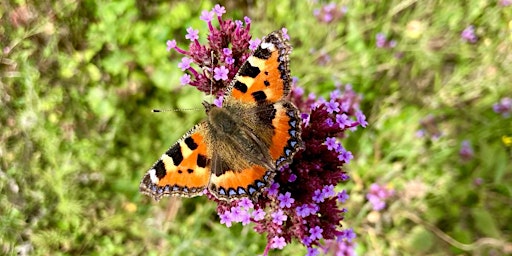 Imagen principal de Spring Science - Monitoring Butterflies at Slades Farm