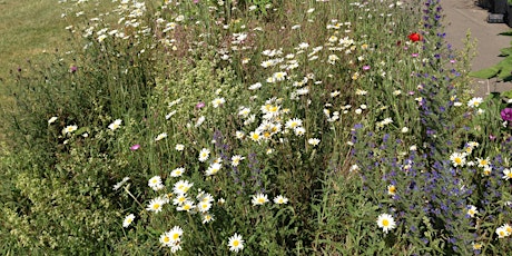 ID Course - Wildflowers on school grounds