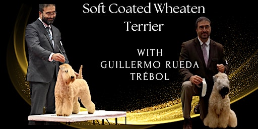 Soft Coated Wheaten Terrier. Learn from a breeder/handler!  primärbild