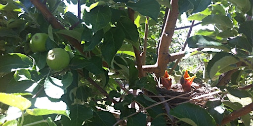 Immagine principale di Picnic and Tunes in the Orchard 
