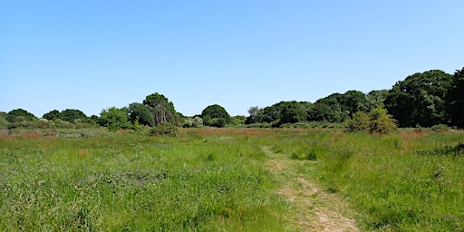 Image principale de Special Plants on Mitcham Common (Part of the Mitcham Common Walk Series)