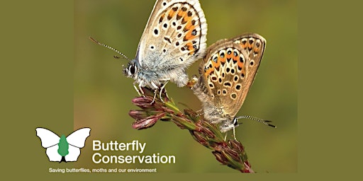Primaire afbeelding van Lepidoptera of the Wealden Heaths