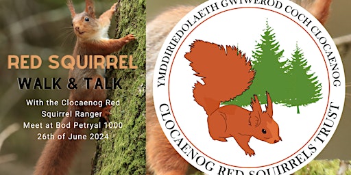 Imagem principal do evento Red Squirrel Walk and Talk with the Ranger: Wiwerod Coch Crwydro a Mwydro