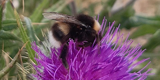Rare bumblebees of North East Scotland primary image