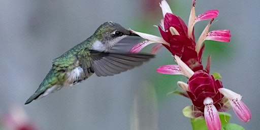 Imagen principal de •	 Zippie Zoomers: Explore Hummingbirds! (Ages 5-12)