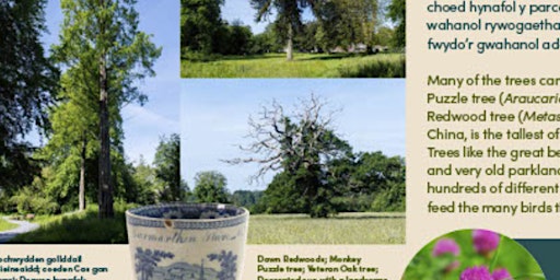 Straeon Coed - Tree Stories @ParcyrEsgob