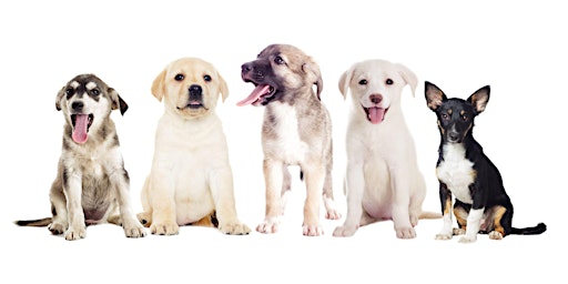 Hauptbild für Puppy 101, Benefits of Dog Ownership with Dr. Jess Melman