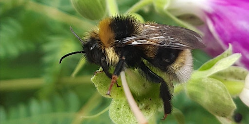 Imagem principal de Cuckoo Bumblebees in the Cairngorms