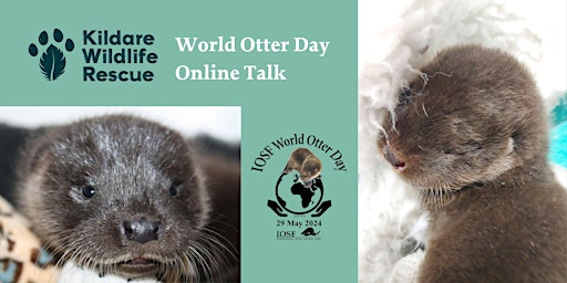 Imagem principal do evento Kildare Wildlife Rescue - IOSF World Otter Day Talk