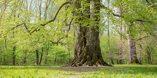 Image principale de Bäume kennenlernen im Englischen Garten