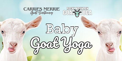 Baby Goat Yoga - June  16th (CARRIES MERRIE GOAT SANCTUARY) primary image
