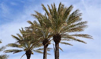 6-27-24  Palms and Palm Problems primary image