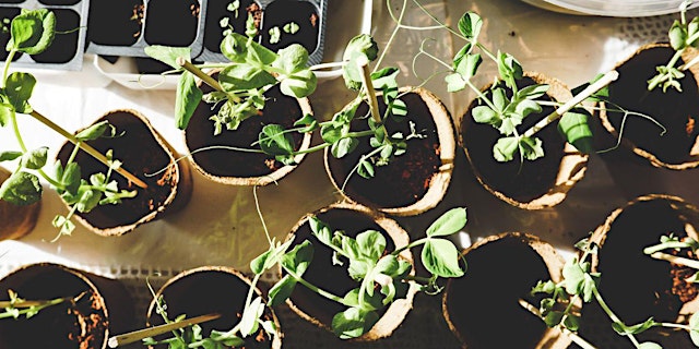 Image principale de Rowan Extension Master Gardener Propagation Workshop