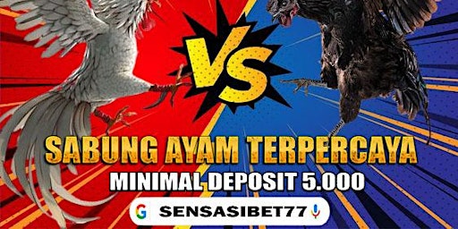 Imagem principal de Sensasibet77 >> Situs Sabung Ayam Online 24Jam Terjamin 100% Resmi No#1