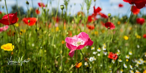 Image principale de Half-Day Flower Photography Workshop at Breezy Knees Gardens, York
