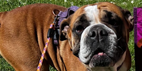 Bumper Bulldog Rescue Fundraiser