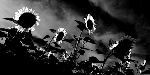 Art Exhibition: Sunflower: Reverberations of Self  primärbild
