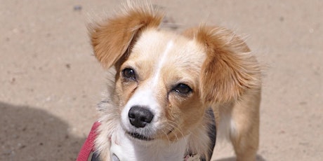 Grateful Dogs Rescue Adoption Event