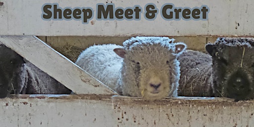 Sheep Meet + Greet primary image