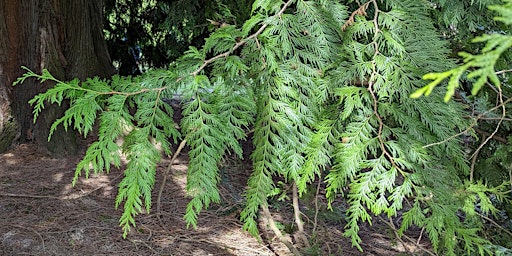 Imagem principal de Plant Class: Cedar: The Great Mother