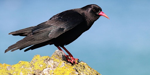 BIOFEST Chough Chat primary image
