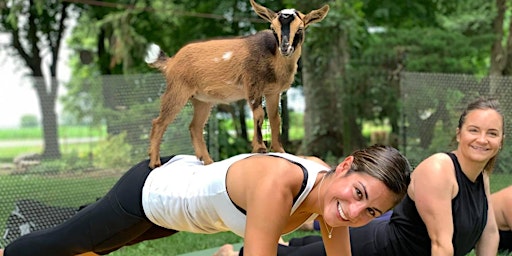 Image principale de Goat Yoga