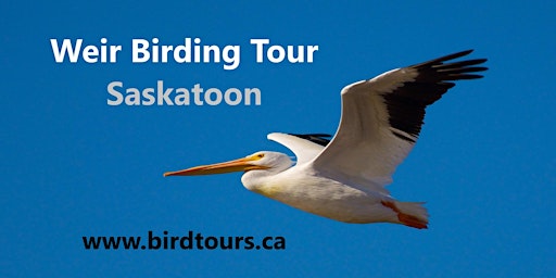 Imagem principal do evento Saskatoon Weir Birdwatching Tour