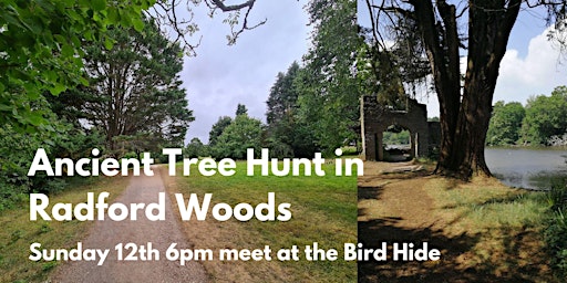 Ancient Tree Hunt in Radford Woods primary image