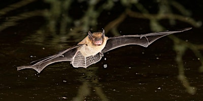 Imagem principal de BIOFEST Bat Walk With David Rees NPWS