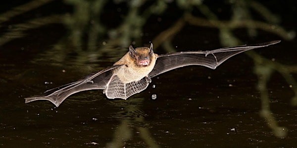 BIOFEST Bat Walk With David Rees NPWS