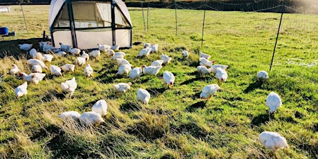 Pastured chicken processing course