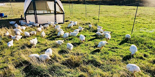 Pastured chicken processing course primary image