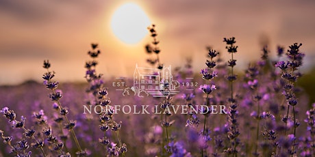 Golden Hour in the Lavender Field