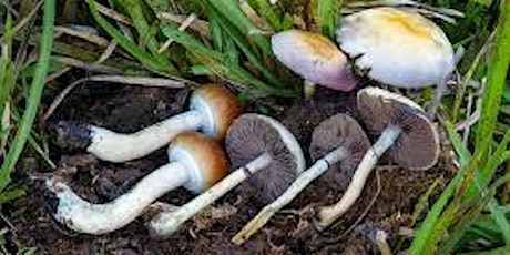 BUY MAGIC MUSHROOMS IN OHIO USA FAST DELIVERY