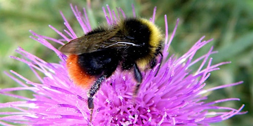 Primaire afbeelding van A FREE Guided Walk, to celebrate World Bee Day, at Farmoor Reservoir.