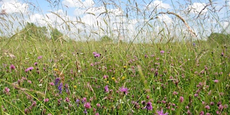 A FREE Guided Walk, to celebrate National Meadows Day, Farmoor Reservoir.